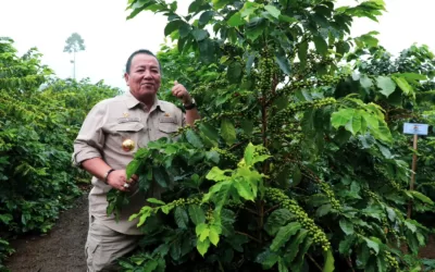 Canda Gubernur Arinal saat Panen Kopi Arabika bersama Petani Kopi di Sekincau, Lampung Barat