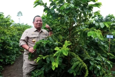 Canda Gubernur Arinal saat Panen Kopi Arabika bersama Petani Kopi di Sekincau, Lampung Barat