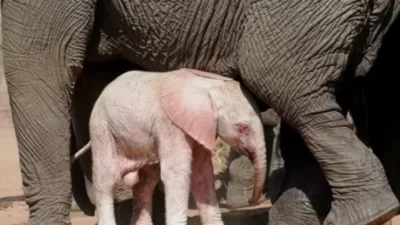 Penampakan Bayi Gajah Albino Langka yang Lahir di Taman Nasional Kruger