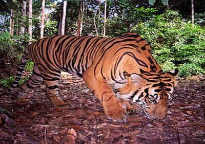 Jejak Harimau Jawa di Tanah Jawa: Diburu Belanda dan Warga hingga Punah