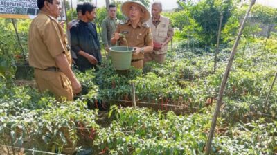 Penjabat Bupati Tanggamus Panen Cabai Merah ‘GERTAK MATA BABE’