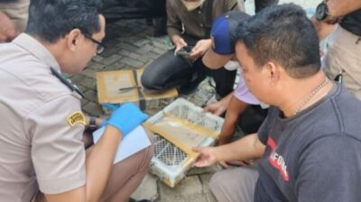 Karantina Lampung Kembali Gagalkan Penyeludupan Ratusan Burung di Pelabuhan Bakauheni Lampung