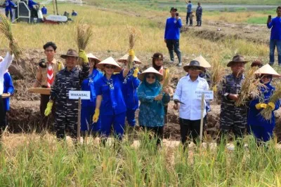 Pemkab Lambar Bersama Kementerian Pertanian Lakukan Panen Raya Padi di Kecamatan Bandar Negeri Suoh