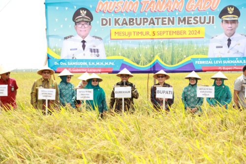 Pj. Gubernur Samsudin dan Ibu Maidawati Panen Raya Padi Musim Tanam Gadu di Mesuji