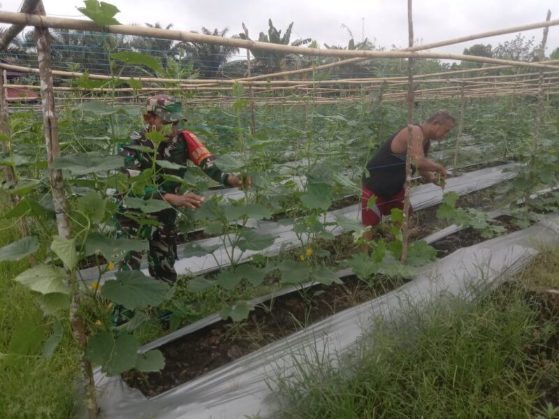 Babinsa Serda Sutriswanto Mendampingi kegiatan Petani Perawatan Tanaman Gambas Milik Bapak Simbolon