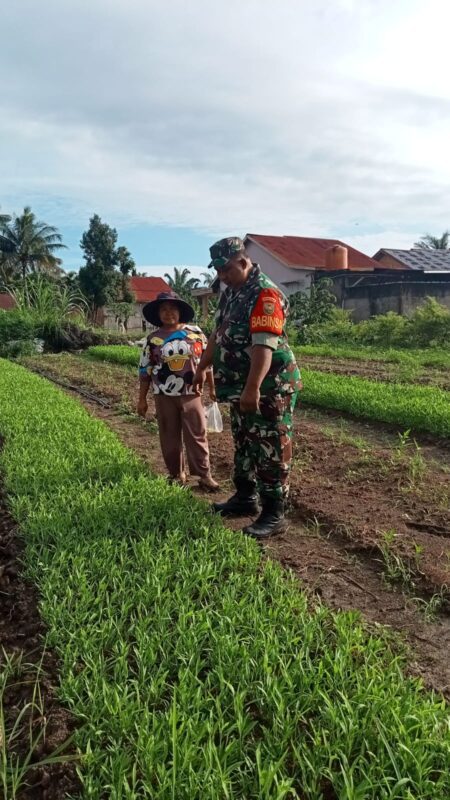 BABINSA BANTU PETANI MERAWAT TANAMAN KANKUNG DI DESA BINAAN