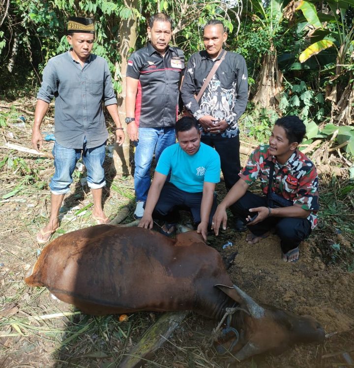 ORMAS LMPP TEBO KORBANKAN SAPI BESAR Di IDUL ADHA 2025