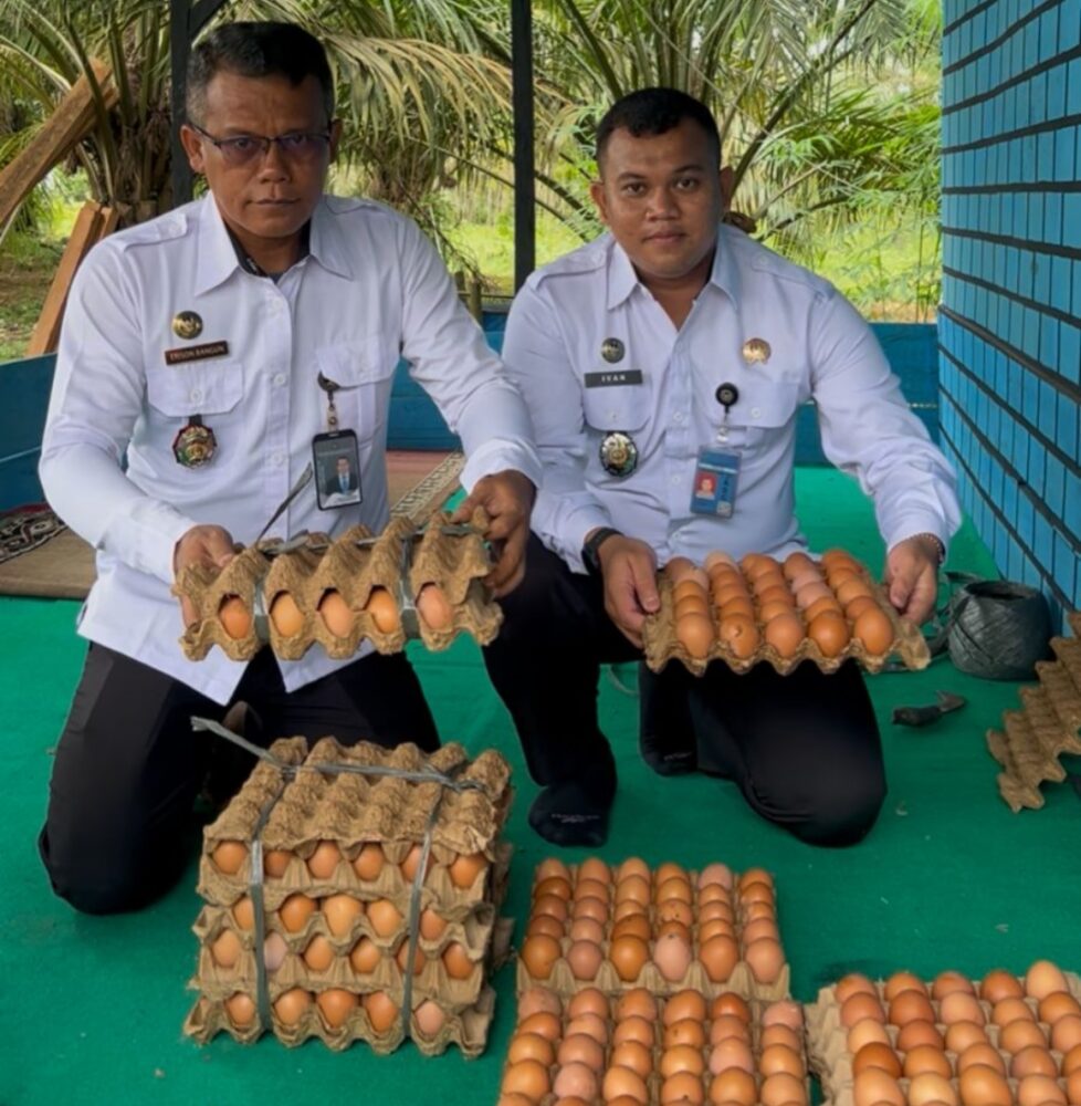 Mendukung Program Ketahanan Pangan, Lapas Tebo Panen Hasil Ayam Petelur