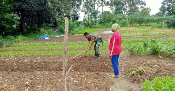 Hanpangan, Babinsa Dampingi Petani Di Desa Binaan