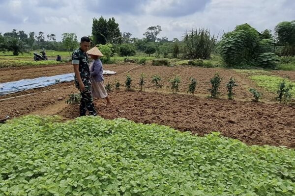 Babinsa Koramil 420-04/Sarolangun Serda M. Idrus melakukan pendampingan kepada petani di Desa Penarun Kecamatan Bathin VIII Kabupaten Sarolangun