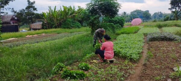 BABINSA BANTU PETANI PANEN BAYAM