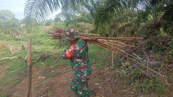 Satgas TMMD Ke-128 Kodim 0420/Sarko Tanam Ubi Kayu Demi Jaga Ketahanan Pangan Warga Desa Seko Besar