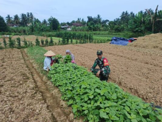 Babinsa Koramil 04/ Sarolangun Bantu Petani Panen Bayam