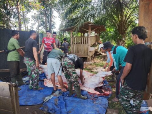 Penyembelihan hewan kurban berupa sapi dan kambing di Makodim 0420/Sarko