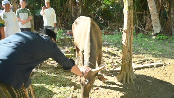 Iduladha 1447 H, Bupati M. Syukur Salurkan Enam Ekor Sapi Kurban