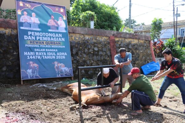 Wujud Kepedulian Polri, Kapolres Merangin Pimpin Pemotongan Hewan Qurban, 8 Ekor Sapi 2 Ekor Kambing