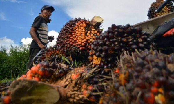 Naik Rp.137,45 Bupati M. Syukur Minta Perusahaan Tak Turunkan Harga TBS: Ikuti Harga Pemerintah