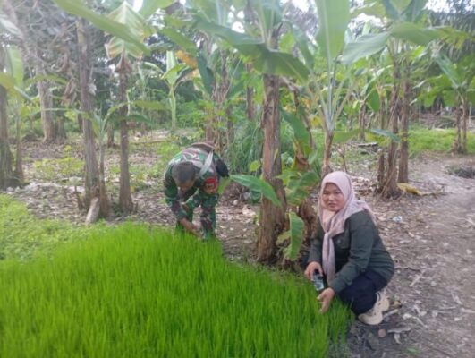 Wujudkan Sinergitas, Babinsa Koramil 420-04/Sarolangun Bersama PPL Cek Pertumbuhan Benih Padi