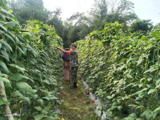 BABINSA BANTU PETANI MERAWAT TANAMAN KACANG PANJANG