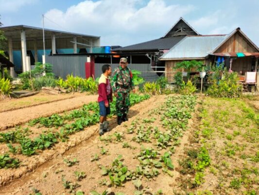 Babinsa Koramil 0420-04/Sarolangun Dampingi Petani Sawi